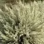 Рокитник Albus фото
