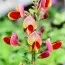 Рокитник Goldfinch фото