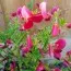 Рокитник Johnson's Crimson фото
