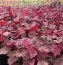 Гейхера Autumn Leaves фото