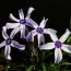 Флокс Oakington Blue Eyes фото