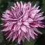 Жоржина Blackberry Ripple фото