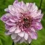 Жоржина Brindisii фото