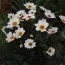 Жоржина HS Princess фото