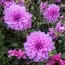 Жоржина Lilac Time фото