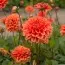 Жоржина Orange Nugget фото