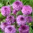 Жоржина Senior's Purple фото