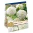 Жоржина White Aster (Брендові цибулини KAPITEYN®) фото