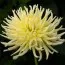 Жоржина Yellow Star фото