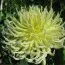 Жоржина Yellow Star фото
