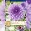 Жоржина Blue Boy (Брендові цибулини KAPITEYN®) фото