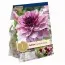 Жоржина Creme de Cassis (Брендові цибулини KAPITEYN®) фото