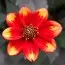 Жоржина Dahlegria Bicolor фото