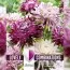Жоржина декоративна Violet and White (Брендові цибулини KAPITEYN®) фото