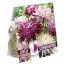 Жоржина декоративна Violet and White (Брендові цибулини KAPITEYN®) фото