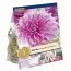 Жоржина Lavender Perfection (Брендові цибулини KAPITEYN®) фото
