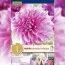 Жоржина Lavender Perfection (Брендові цибулини KAPITEYN®) фото