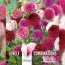 Жоржина помпонна/кулеподібна Pink and Purple (Брендові цибулини KAPITEYN®) фото