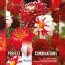 Жоржина Red & White Shades (Брендові цибулини KAPITEYN®) фото
