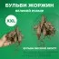 Жоржина Bambino фото