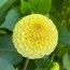 Жоржина Buttercup фото