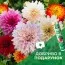 Жоржини Exclusive Mix 10 (Універсальне добриво Dr. Joe в подарунок) фото