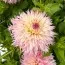 Жоржина Pineland Princess фото