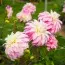 Жоржина Pink Petticoat фото