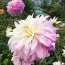 Жоржина Pink Petticoat фото