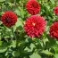 Жоржина Red Fubuki фото