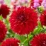 Жоржина Red Fubuki фото