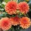 Жоржина Royal King (Orange King) фото
