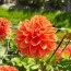 Жоржина Royal King (Orange King) фото