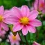 Жоржина Topmix Pink фото