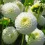 Жоржина White Aster фото