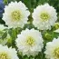 Жоржина White Perfection фото