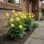 Жоржина Yellow Don фото