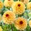 Жоржина Yellow Jill фото