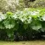 Дармера Peltata фото