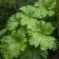 Дармера Peltata фото