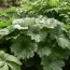 Дармера Peltata фото