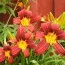 Лілейник Autumn Red фото