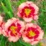 Лілейник Cherry Valentine фото