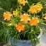 Лілейник EveryDaylily Punch Yellow фото