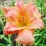 Лілейник Think Pink фото