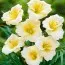 Лілейник Longfields Pearl фото