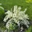 Дейція Gracilis фото