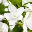 Дейція Gracilis фото