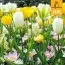 Мікс ландшафтний Delicate (Брендові цибулини Jub Holland) фото