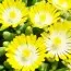 Делосперма Ice Сream Yellow (Айскрім Єлоу) фото
